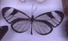 Pteronymia cotytto