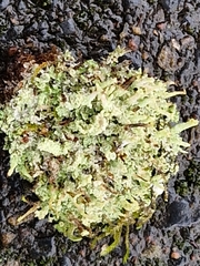 Cladonia coniocraea