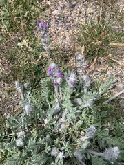 Oxytropis splendens