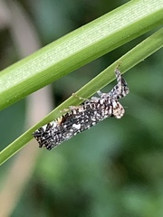 Elasmoscelis perforata