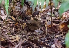 Oreoscopus gutturalis