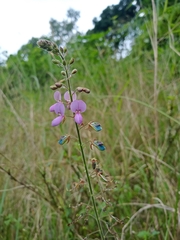 Desmodium tortuosum