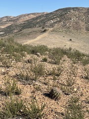 Ferocactus viridescens