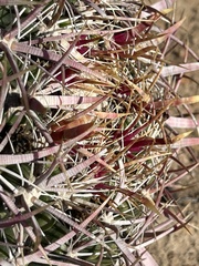 Ferocactus viridescens