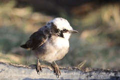 Eurocephalus ruppelli