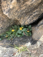 Senecio amplectens
