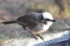 Eurocephalus ruppelli