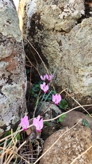 Cyclamen persicum