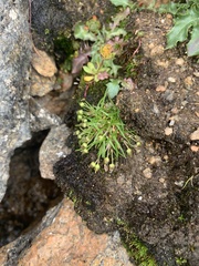 Sagina saginoides
