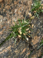 Sagina saginoides