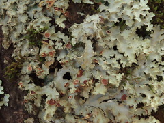 Pseudocyphellaria glabra