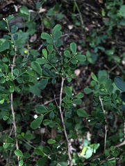 Synostemon albiflorus