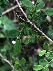 Synostemon albiflorus