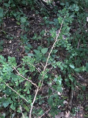 Synostemon albiflorus