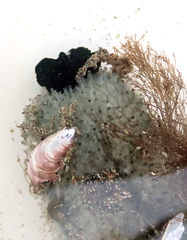 Athyonidium chilensis