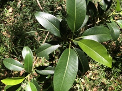 Ficus rubiginosa