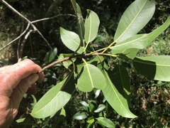 Ficus rubiginosa