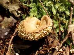Hydnum crocidens