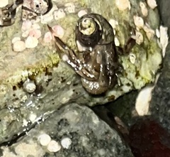 Pagurus hirsutiusculus