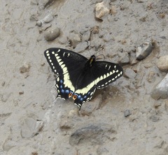 Papilio indra