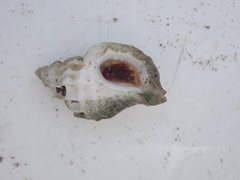 Crassilabrum crassilabrum