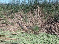 Crocodylus moreletii