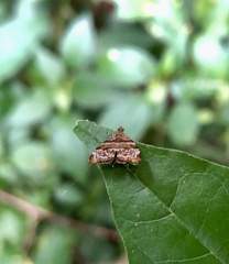 Choreutis periploca