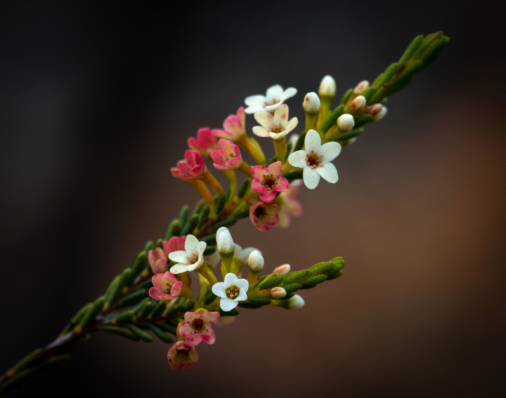 Micromyrtus racemosa