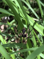 Ephippitytha trigintiduoguttata