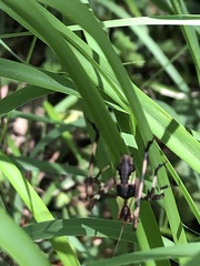 Ephippitytha trigintiduoguttata