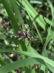 Ephippitytha trigintiduoguttata