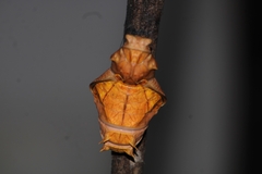 Troides minos