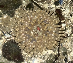 Urticina clandestina