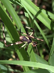 Ephippitytha trigintiduoguttata