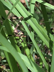 Ephippitytha trigintiduoguttata