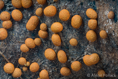 Physarum rubiginosum