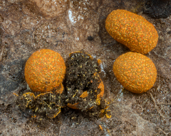 Physarum rubiginosum