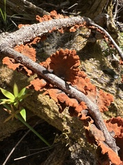 Anthracophyllum