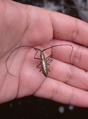 Neoptychodes trilineatus