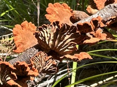 Anthracophyllum
