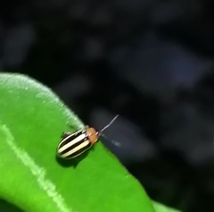 Disonycha glabrata