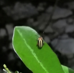 Disonycha glabrata