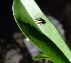 Disonycha glabrata