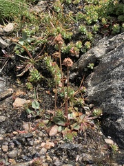 Micranthes rhomboidea