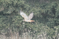 Buteo jamaicensis