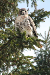 Buteo jamaicensis