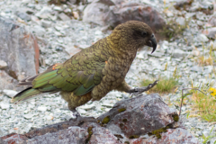 Nestor notabilis
