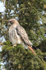 Buteo jamaicensis