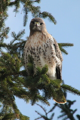 Buteo jamaicensis