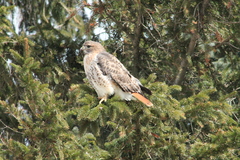 Buteo jamaicensis
